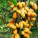 Diversifying Economy Through Cocoa Production