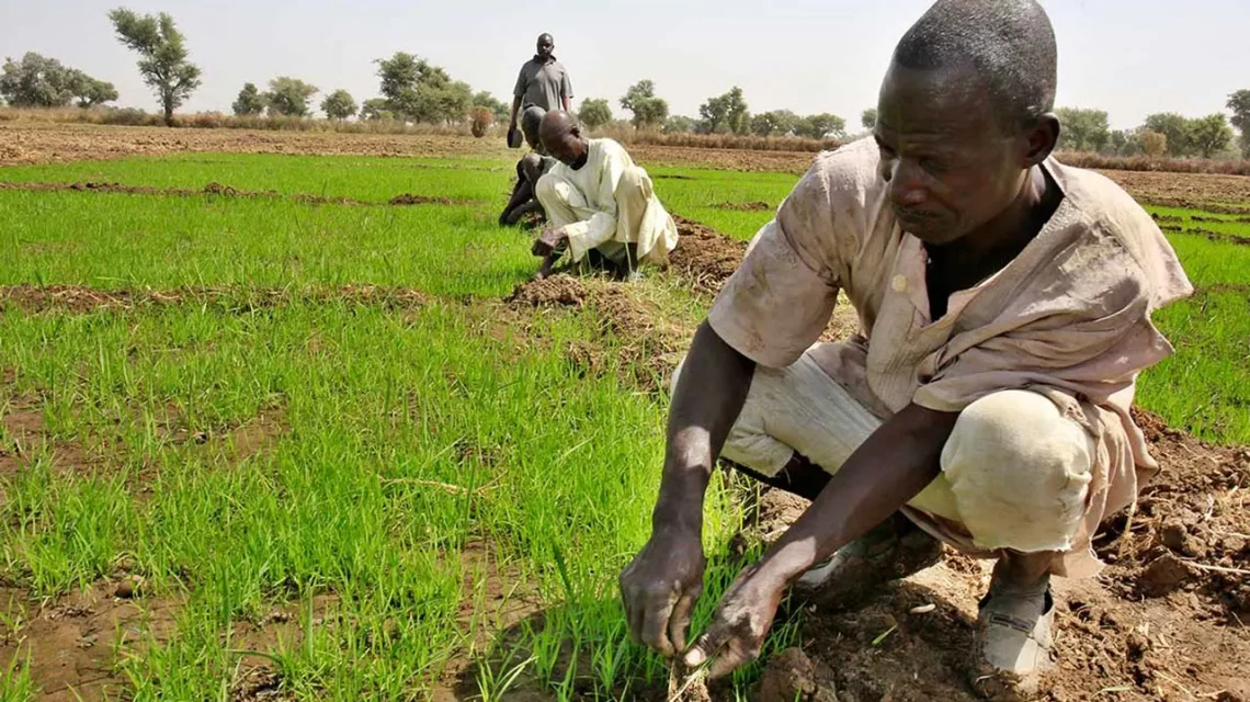Cultivation