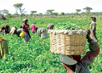 Yuguda Re-emphasises Importance Of Agric Devt In Economic Diversification
