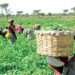 Yuguda Re-emphasises Importance Of Agric Devt In Economic Diversification