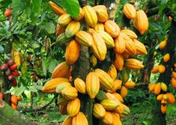 Southern Nigeria Cocoa Farmers To Benefit From $22m US Support