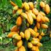 Southern Nigeria Cocoa Farmers To Benefit From $22m US Support