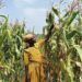 Stakeholders To Improve Agric Production, Value Chain System