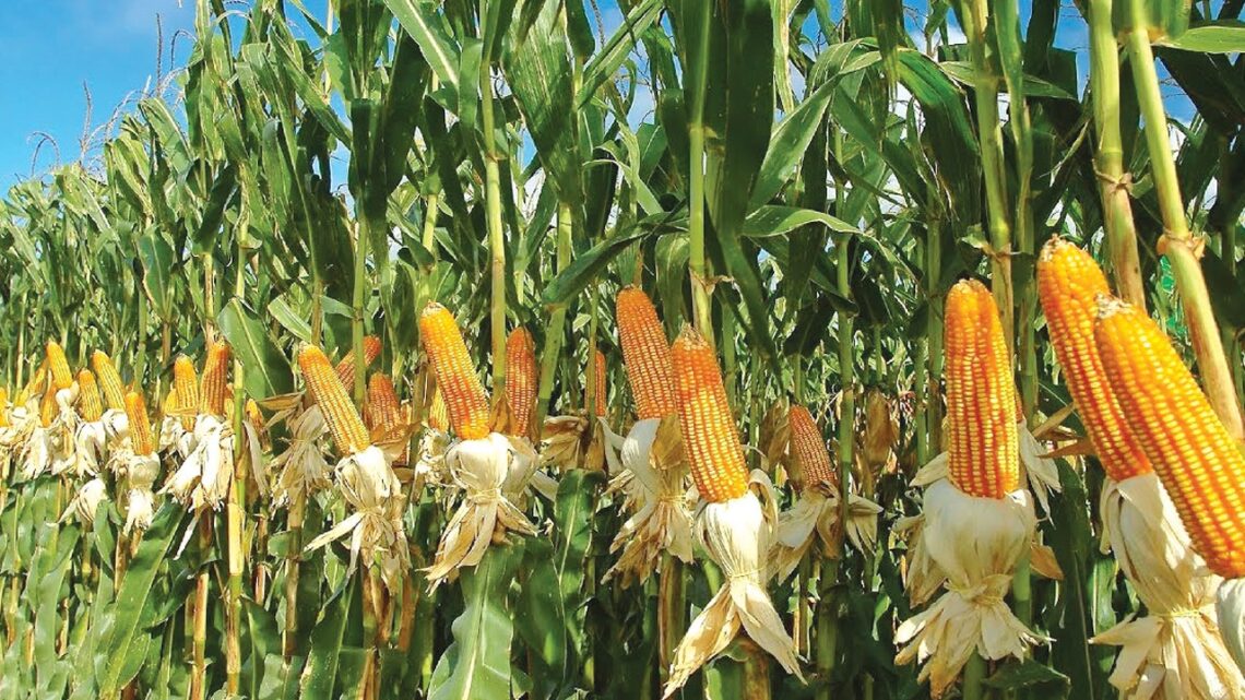Maize
