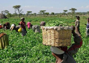 Insecurity Threatens EU’s €11m Nigeria Agric Project