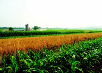 farm-crop-harvest-plant
