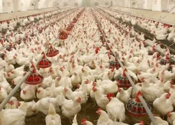 Poultry Farmers Commend CBN Over Release Of Grains