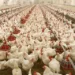 Poultry Farmers Commend CBN Over Release Of Grains