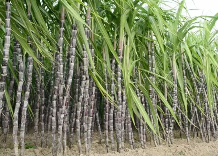 sugarcane X