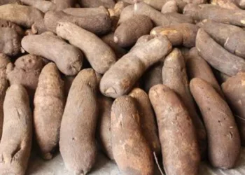 yam