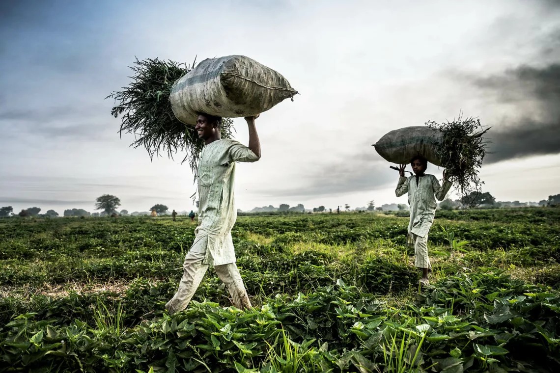 A Hausa Fulani farmer and his son work at a farm in the outskirts of Sokoto, Sokoto State, Nigeria on April 22, 2019. - Massive expansion of farming in Nigeria has cut access to grazing land for nomadic herders and fuelled persistent violence. (Photo by Luis TATO / AFP)        (Photo credit should read LUIS TATO/AFP via Getty Images)