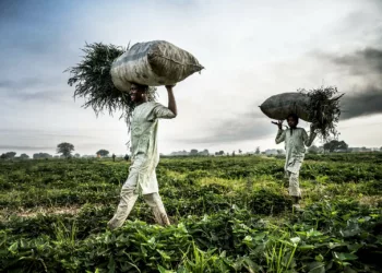 Unlocking Opportunities In Nigerian Grain Production With Ukrainian Technology