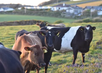 FG, Lagos To Partner On Improved Nationwide Meat Transport System