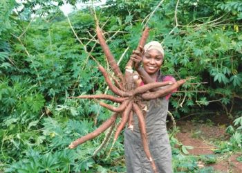 CASSAVA-FARMER