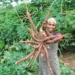 CASSAVA-FARMER