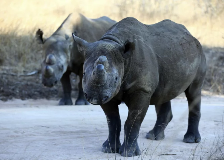 black-rhinoceros