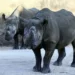 black-rhinoceros