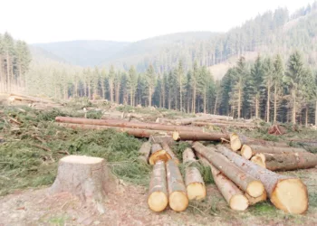 Deforestation: FAO Distributes Fuel Efficient Stoves To 10,300 Yobe Households