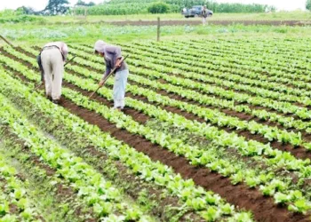 Sahara Farms To Rejuvenate 200,000 Hectares Of Land In Northern Nigeria