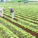 Sahara Farms To Rejuvenate 200,000 Hectares Of Land In Northern Nigeria