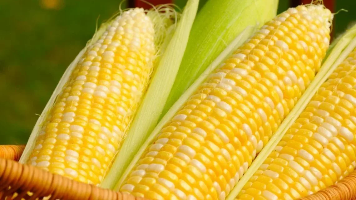 Corn-1280x720