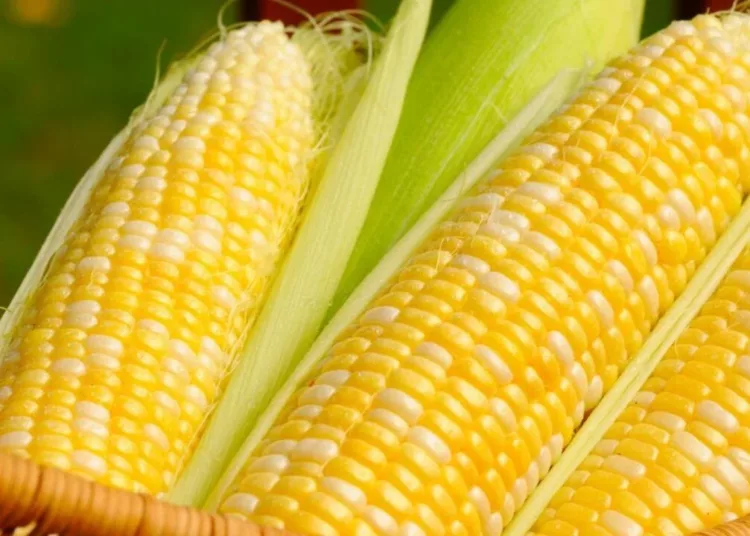 Corn-1280x720