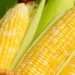Corn-1280x720