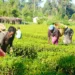 Agriculture-2