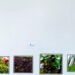 Landscape After Description: Titilayo Olufemi’s Fragments Of Passing Light