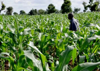 Revamping Nigeria’s Agriculture Sector For Food Security