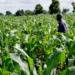 Revamping Nigeria’s Agriculture Sector For Food Security
