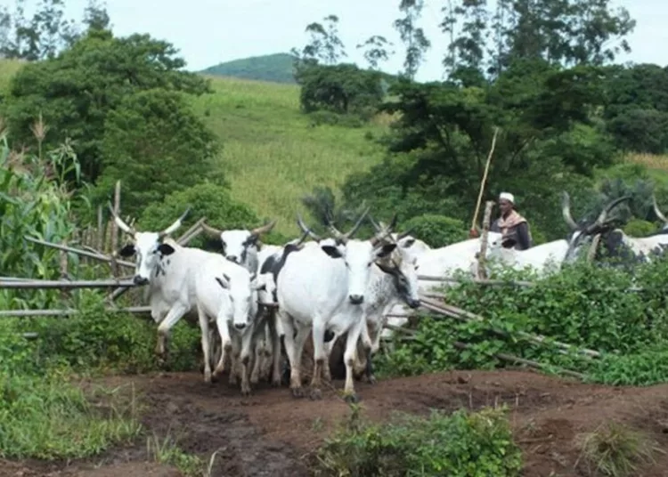 herders-farmers