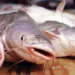 Revolutionising Catfish Value Chain In Nigeria