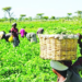Farmers