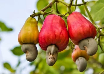 cashew-nut-growing_mini-1