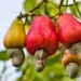 cashew-nut-growing_mini-1