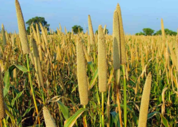 As FAO, Stakeholders Team-up To Upscale Nigeria’s Millets Value Chain