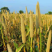 As FAO, Stakeholders Team-up To Upscale Nigeria’s Millets Value Chain