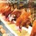Saving Poultry Industry From Collapse