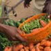 Transforming Nigeria’s Food Systems: Lessons From UN Food Systems Summit
