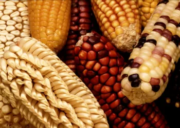 Exploring Genetically Modified Crops To Boost Food Security