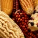 Exploring Genetically Modified Crops To Boost Food Security
