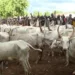cattle-markets