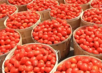 FG To Eliminate Taxes On Tomatoes, Raw Food Items In Tax Reform Initiative