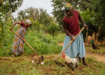 Platform Addresses Digital Inclusion Challenges Among Female Agricultural Communities