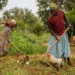 Platform Addresses Digital Inclusion Challenges Among Female Agricultural Communities