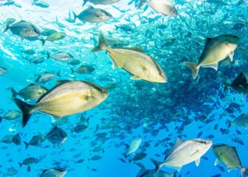 How Aquatic Animal Health Strategy Can Spur Devt In Fishery Sector