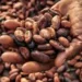 Cocoa Harvest Drops By 4.4% To 296,000MT