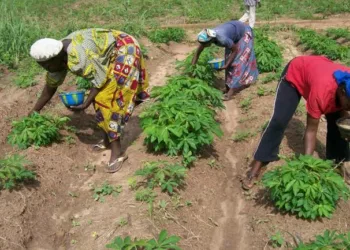 1.25m Mt 2023 Wheat Dry-season Farming Raises Hope Of Food Security