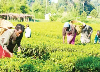 As FG Begins 2nd Phase Of Dry-season Farming